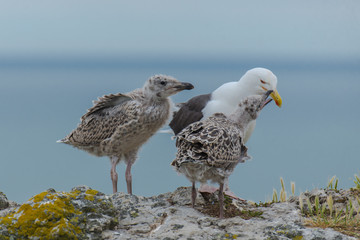 Seagull feeding its youngs, babies on the cliffs, chicks   © Pascale Gueret