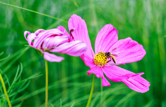 Honey bee collecting nectar on cosmos flower and blurry green field background.