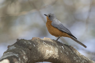 silverbird that sits on a thick branch of a tree in an oasis in the middle of the savannah