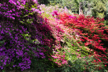 Fototapeta premium Bush of rhododendrons and azaleas