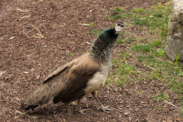 Female peacock-2