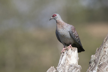 spekled pigeon which sits on a dry branch in a sunny day
