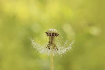 White dandelion isolated on natural background