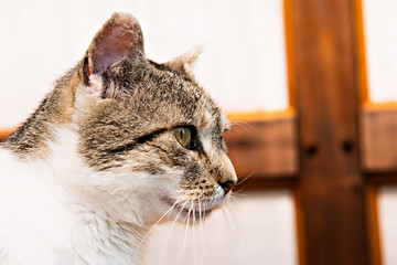 portrait of a gray and white cat