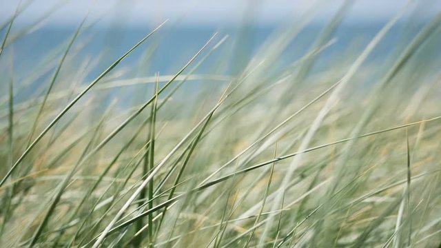 Blades of grass, blowing in the wind in front of a beach in slow motion