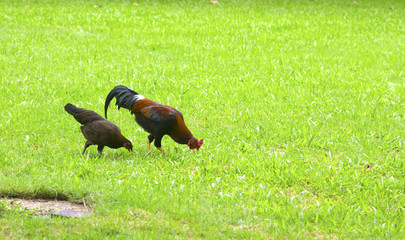 Healthy free range rooster and hen strutting around a lush green sunlit garden.