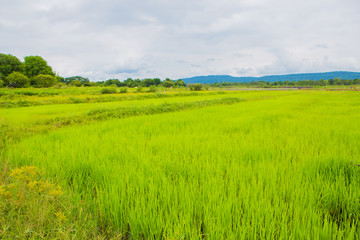 Cornfieldin thailand