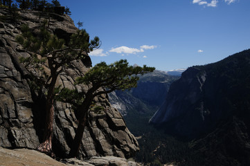 Trees at the top of Yosemite Falls