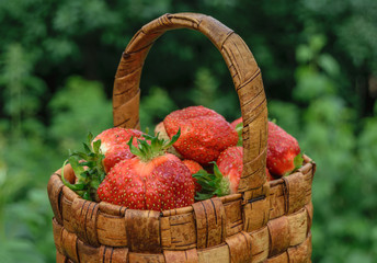 Red ripe strawberries in a wicker basket