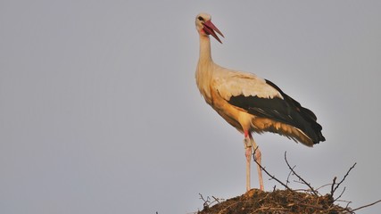 Storch in Nest stehend Blick zurück