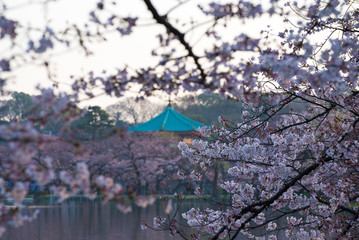 桜と不忍池弁天堂