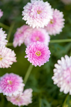 西洋菊 Images Browse 66 Stock Photos Vectors And Video Adobe Stock