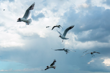 A flock of river gulls flies against the background of the sky and reeds in cloudy weather