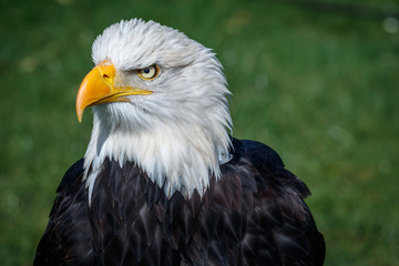 Weißkopfseeadler