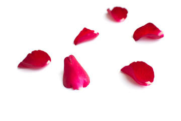 Red rose petals isolated on white background for valentine background or romantic event.(selective focus)