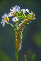 Oruga sobre flores