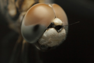 retrato de libélula