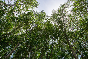 mangrove forest