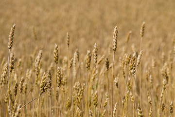 Field of ripe golden wheat close-up