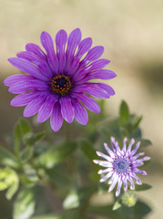 Obraz premium Flores lilas 