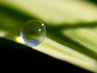 Gota de agua sobre planta
