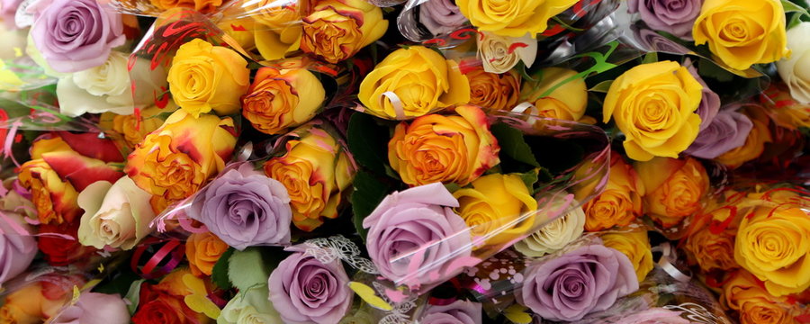 assorted rose flowers closeup, various colors, suitable for header or banner