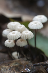 Marasmius wettsteinii musrooms