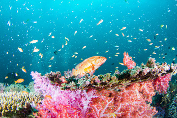 Fototapeta na wymiar Wonderful and beautiful underwater world with corals and fish