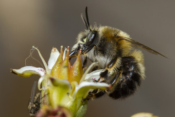 Abeja libando polen