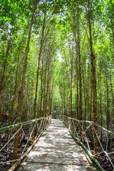 mangrove forest