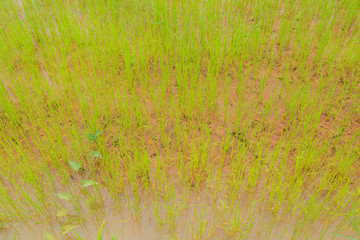 Cornfieldin thailand
