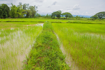 Cornfieldin thailand