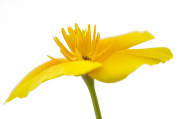 Kalifornischer Mohn (Eschscholzia californica), freigestellt