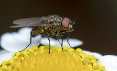 Retrato de mosca sobre margarita