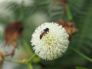 bee and Leucaena flower in a garden