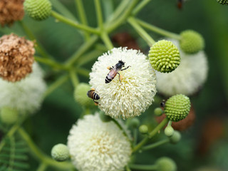 bee and Leucaena flower in a garden