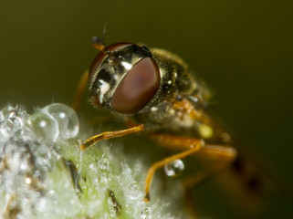 Sirfido con gotas de agua