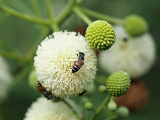 bee and Leucaena flower in a garden