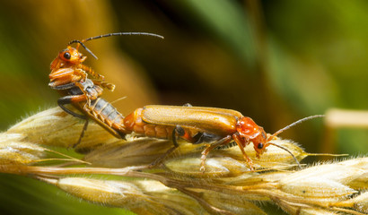 Pareja de escarabajos copulando