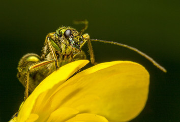 Escarabajo sobre flor amarilla