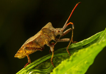Escarabajo con trompa