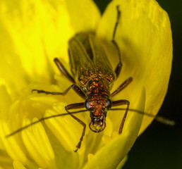 Escarabajo sobre flor amarilla