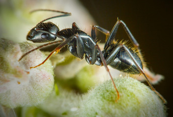 Hormiga metalizada