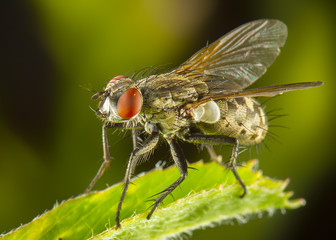 Macrofotografía de mosca