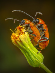 Pareja de escarabajos naranjas