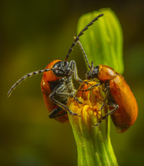 Pareja de escarabajos naranjas