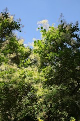Elaeagnus angustifolia tree blossoming