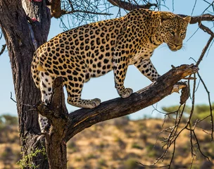 Fotobehang Spotted african leopard climbed a tree © Kushnirov Avraham