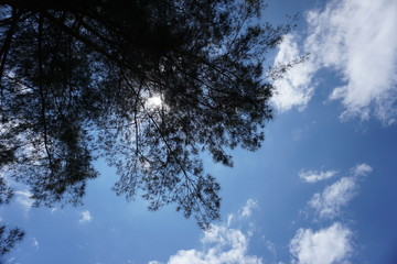 Obraz premium silhouette tree with blue sky background