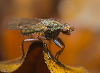 mosca posando